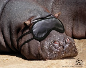 sleeping hippo