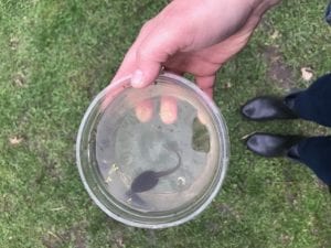 Tadpole in a container