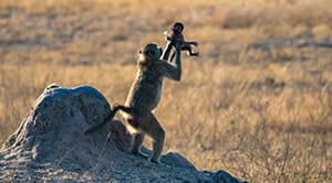 The Lion King’s ‘Circle of Life’ Scene in Real Life