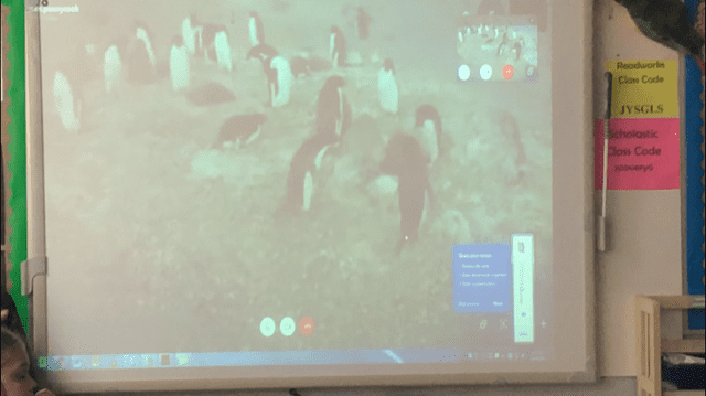 penguins in antarctica projected on a board in front of the classroom