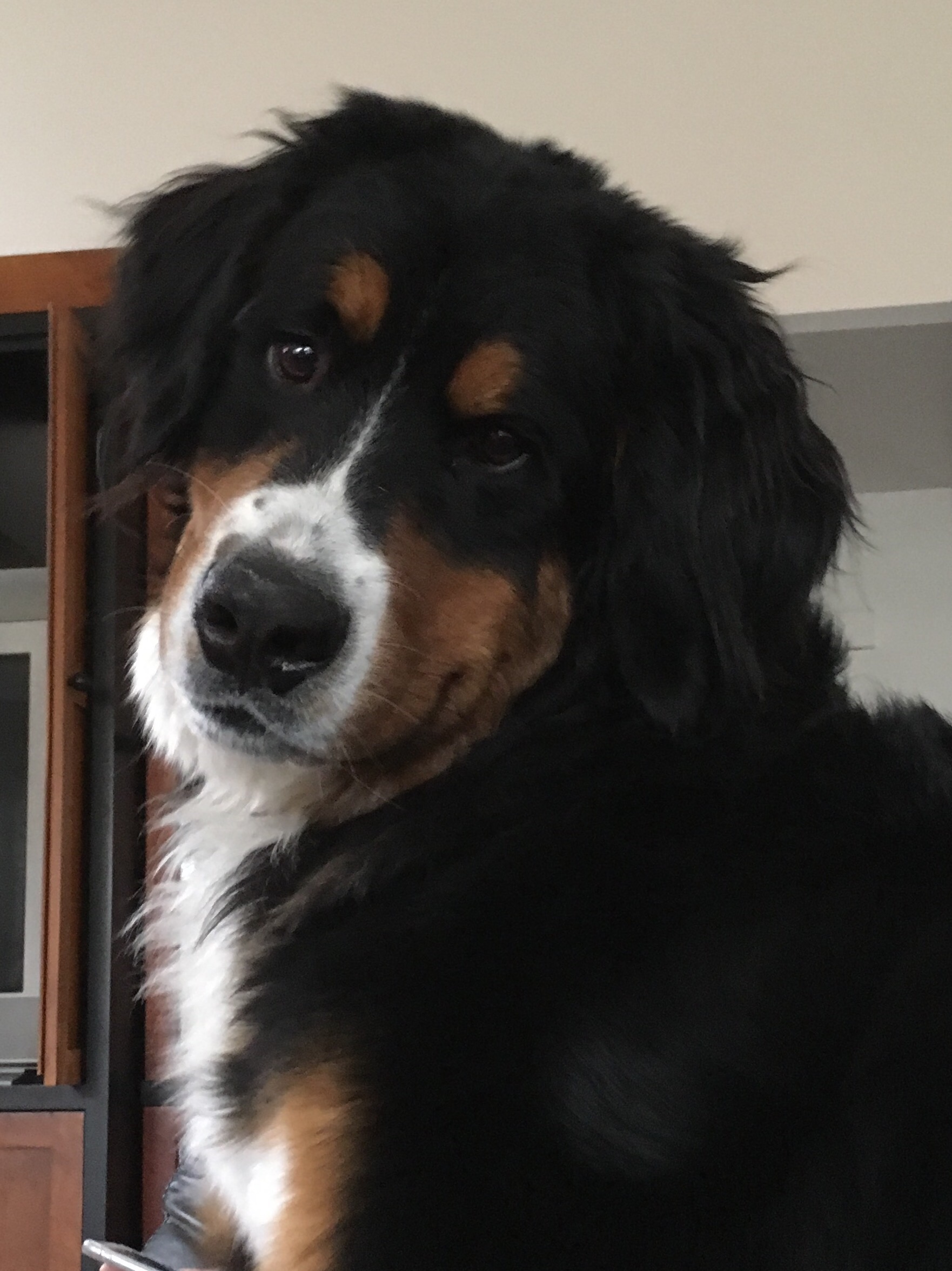 Meet a Therapy Dog in Training…